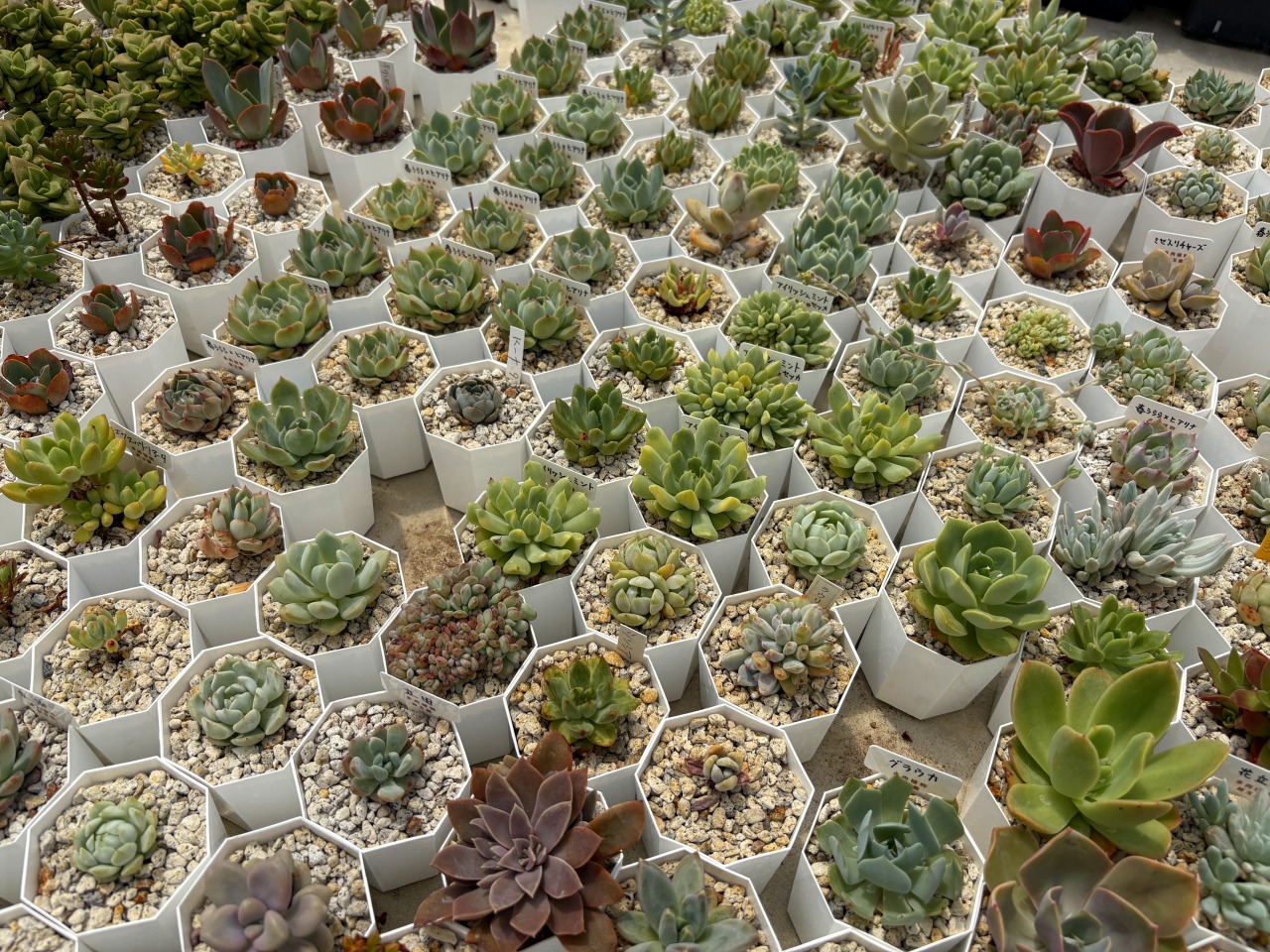 まさに楽園！小諸市の錦玉園で多肉植物と戯れてみた編 • 有限会社太陽